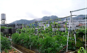 聽說了嗎，多米居然開始搞副業(yè)了？