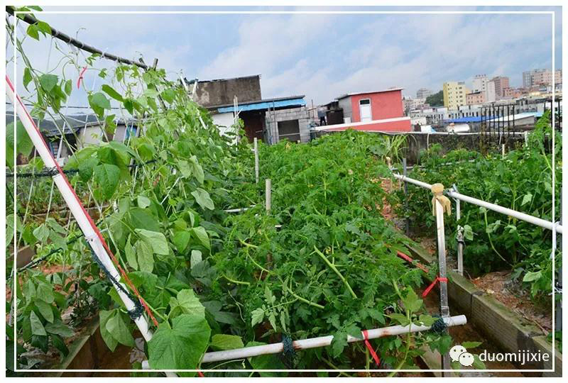 聽說了嗎，多米居然開始搞副業(yè)了？